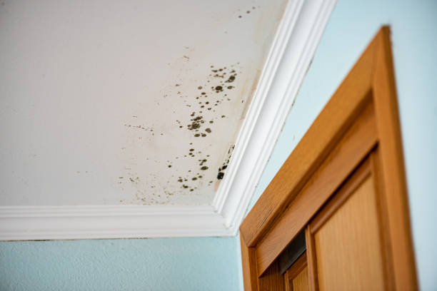 Best HVAC Mold Remediation in Strathmore, CA