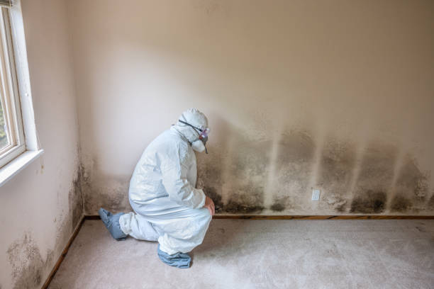 Best Basement Mold Remediation in Strathmore, CA