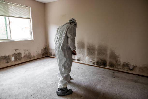 Best Emergency Mold Remediation in Strathmore, CA